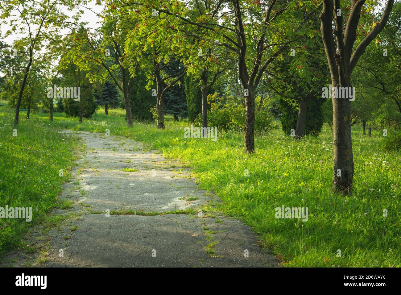 Chaussée asphaltée recouverte d'herbe dans le parc et une rangée de arbres Banque D'Images