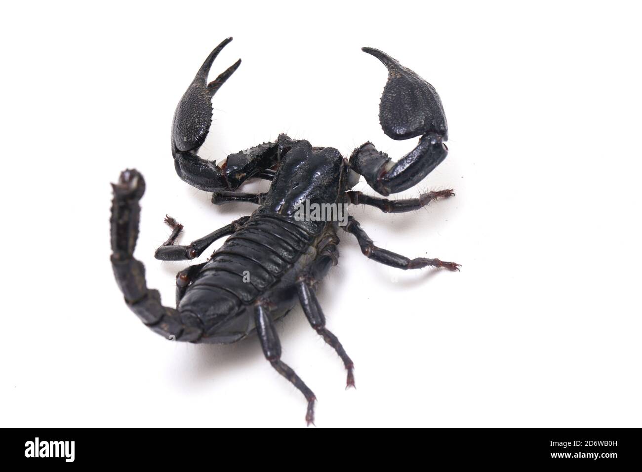 Le scorpion de la forêt noire asiatique (Heterometrus) peut être trouvé des insectes toxiques Dans les forêts tropicales de l'Asie isolées sur un fond blanc Banque D'Images