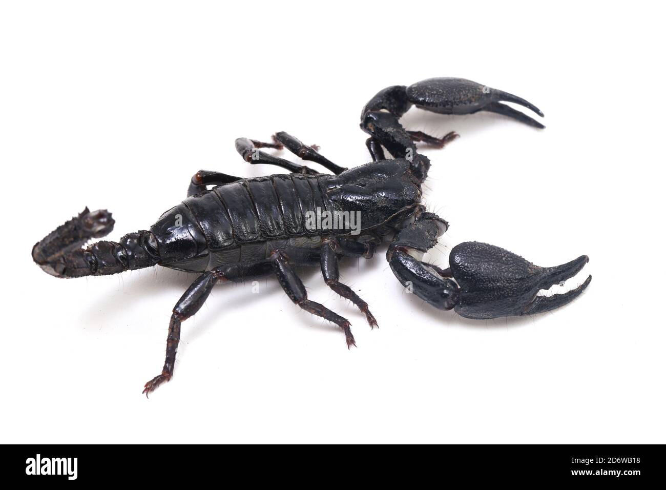 Le scorpion de la forêt noire asiatique (Heterometrus) peut être trouvé des insectes toxiques Dans les forêts tropicales de l'Asie isolées sur un fond blanc Banque D'Images