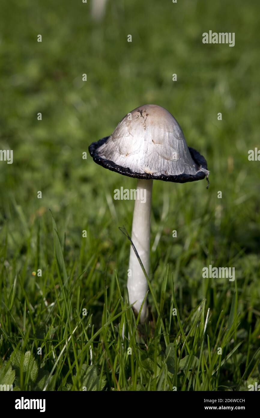 Champignons Shaggy Inkcap Coprinus comatus à un stade ultérieur dans la prairie Cotswolds Royaume-Uni également connu sous le nom de juges perruque ou Lawyers perruque et comme il mûrit il produit de l'encre. Banque D'Images
