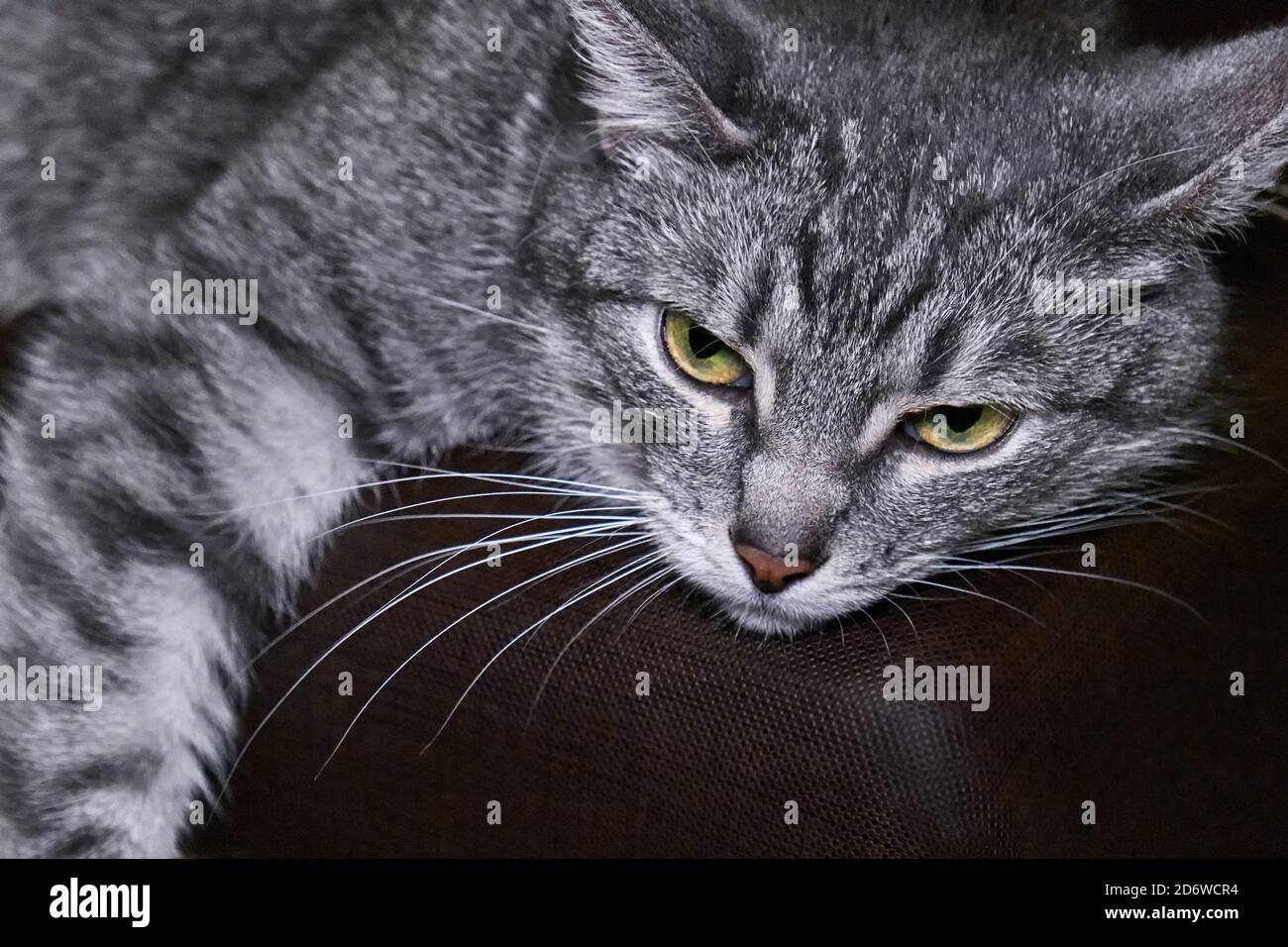 Le Chat Est Fatigue Et Couche L Animal A L Air Triste Le Chat S Est Penche Sur Sa Patte Et A Regarde Avec Soin Melancolie Et Depression Animal Domestique Photo Stock Alamy