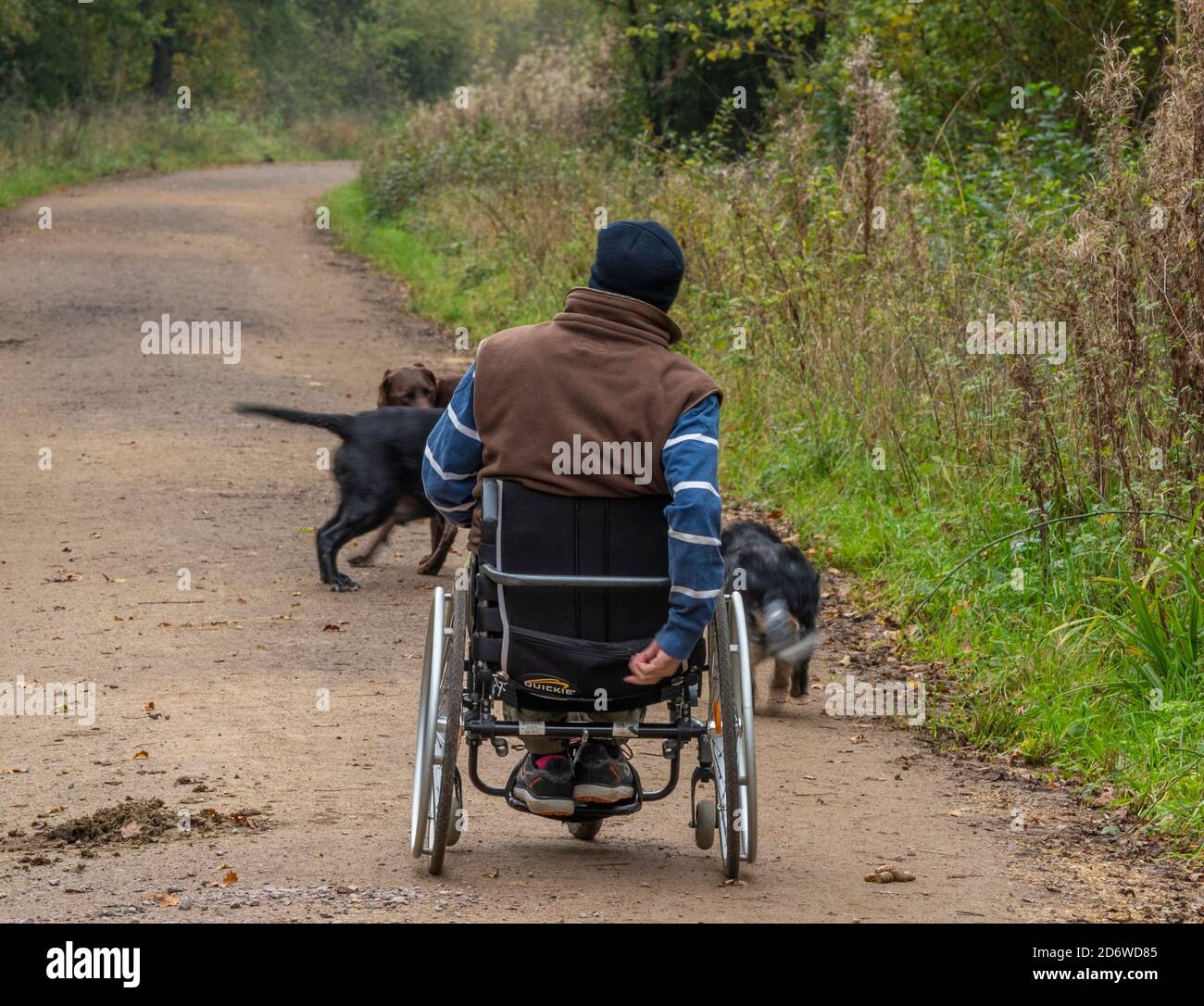 un homme handicapé en fauteuil roulant marchant ses chiens dans une forêt par un jour automnal. Banque D'Images