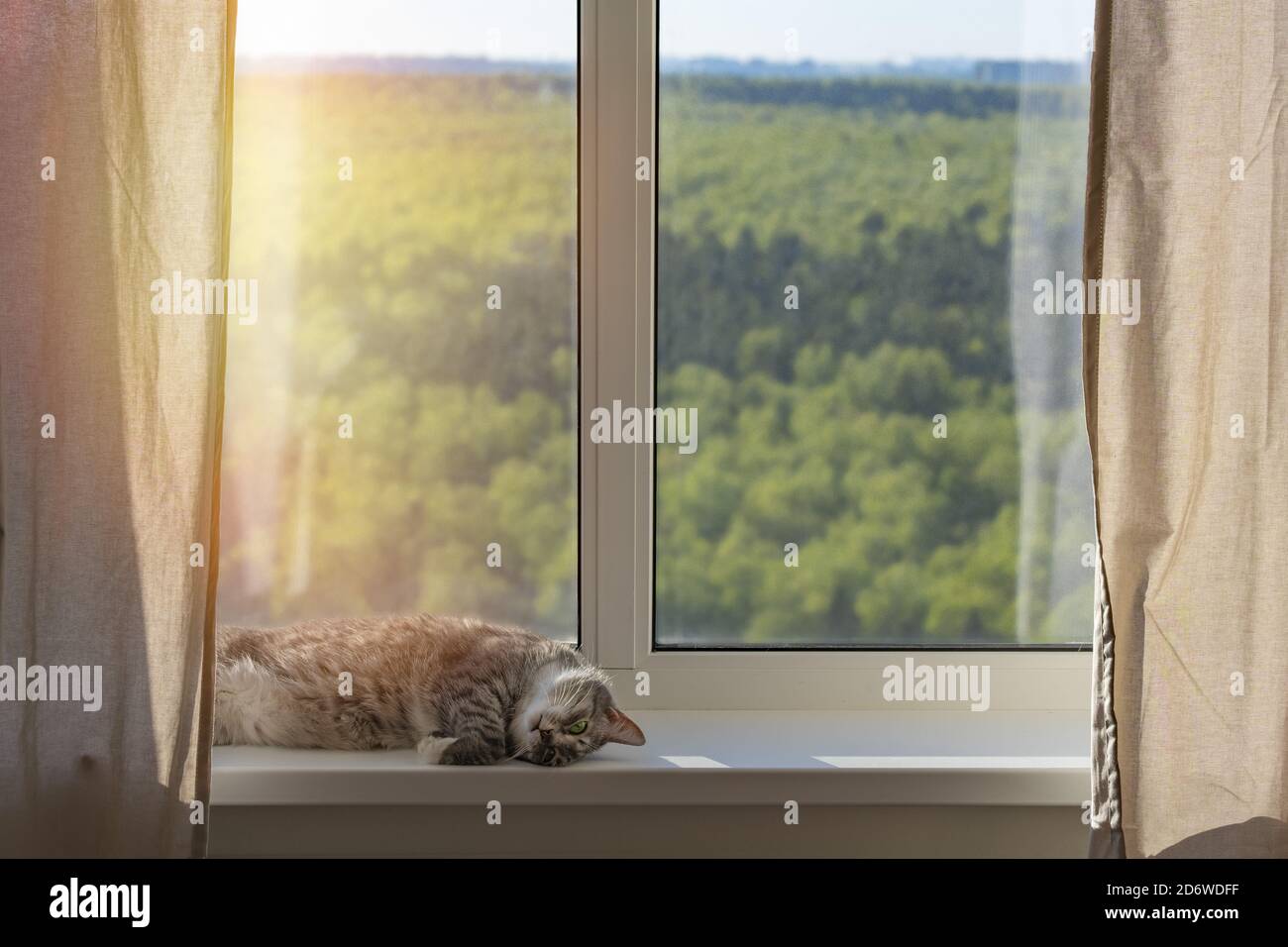 Le chat est couché à la fenêtre avec une forêt de printemps verte. Le concept d'isolement à la maison en raison de l'épidémie du coronavirus Banque D'Images