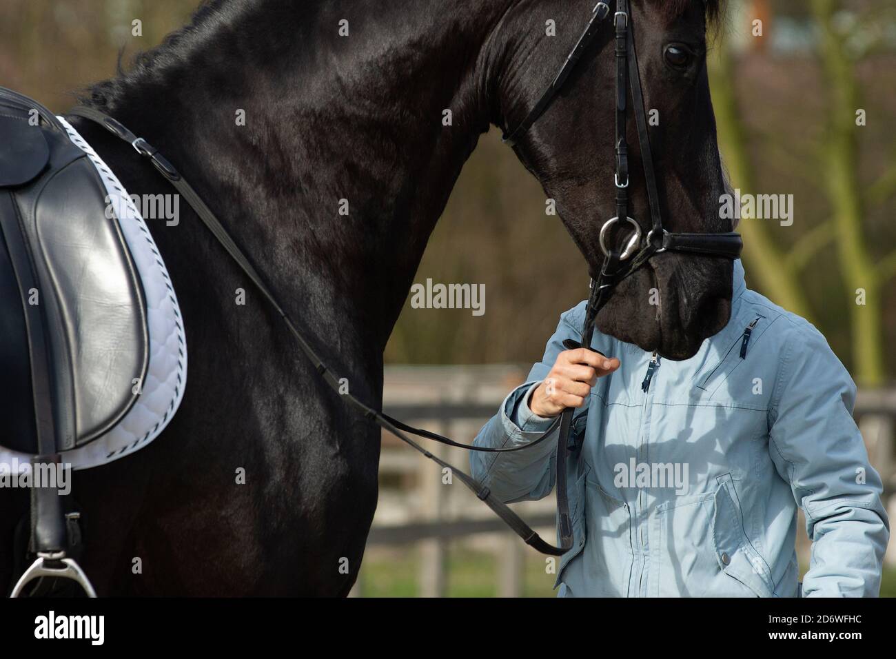 Détail de la race de dressage spéciale Friesian Horse en noir avec une fourrure brillante tenue par une personne méconnaissable Banque D'Images
