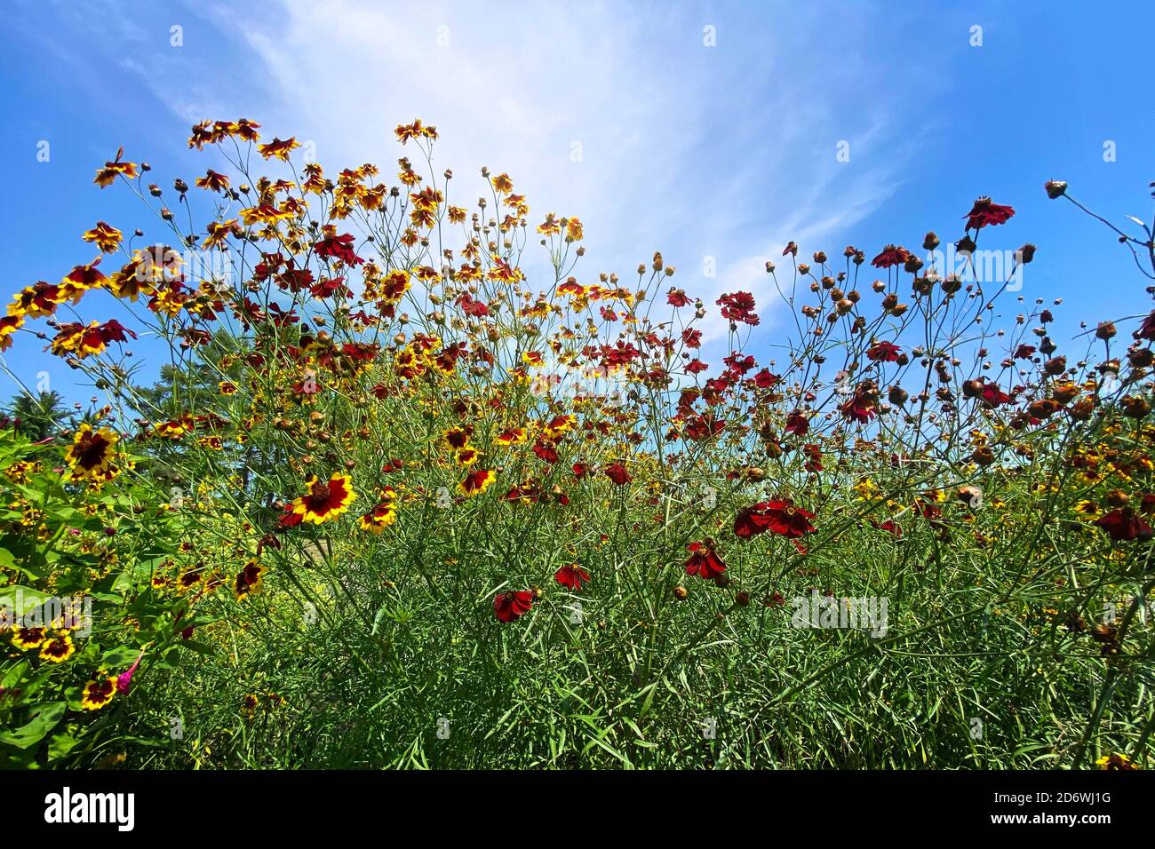 Champ de fleur, fleur sauvage rouge dans la prairie en été ensoleillé. Printemps avec ciel bleu en arrière-plan. Style vintage et mise au point douce. Banque D'Images