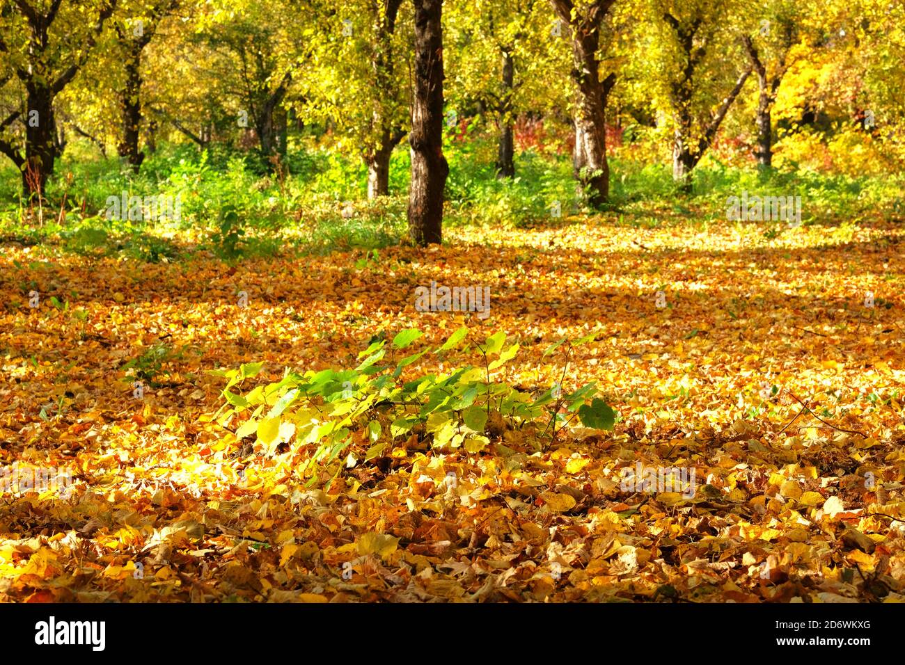 Paysage forestier d'automne par jour ensoleillé. Extérieur. Jour ensoleillé, temps chaud. Soleil en automne. Banque D'Images