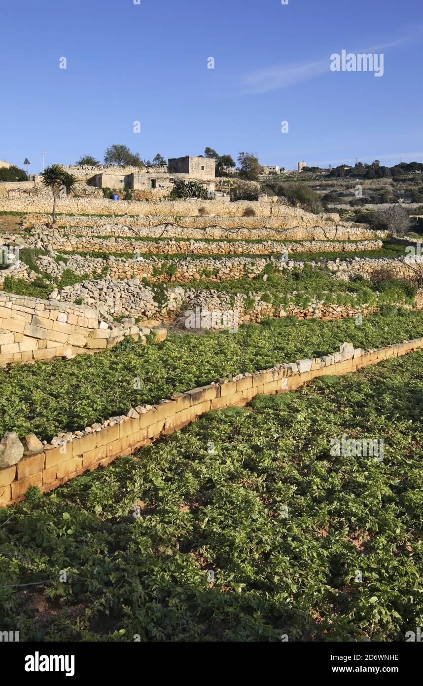 Avis de Zurrieq. Malte Banque D'Images