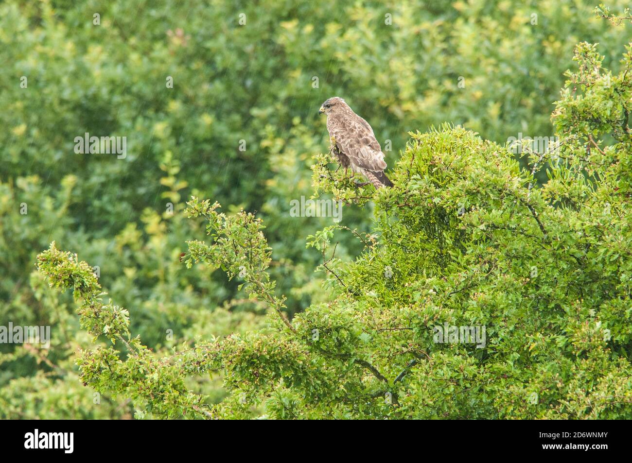 Buzzard assis dans une haie sous la pluie. ROYAUME-UNI Banque D'Images