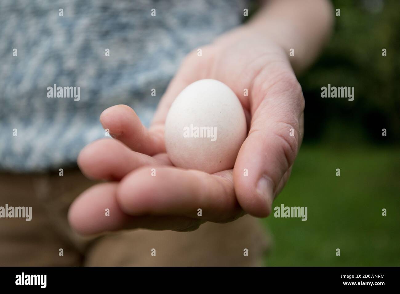 Poules bio Banque de photographies et d’images à haute résolution Alamy