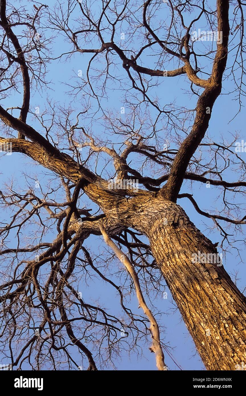 Cocobolo (Dalbergia retusa), forêt sèche menacée sp. Chocotente, Nicaragua Banque D'Images