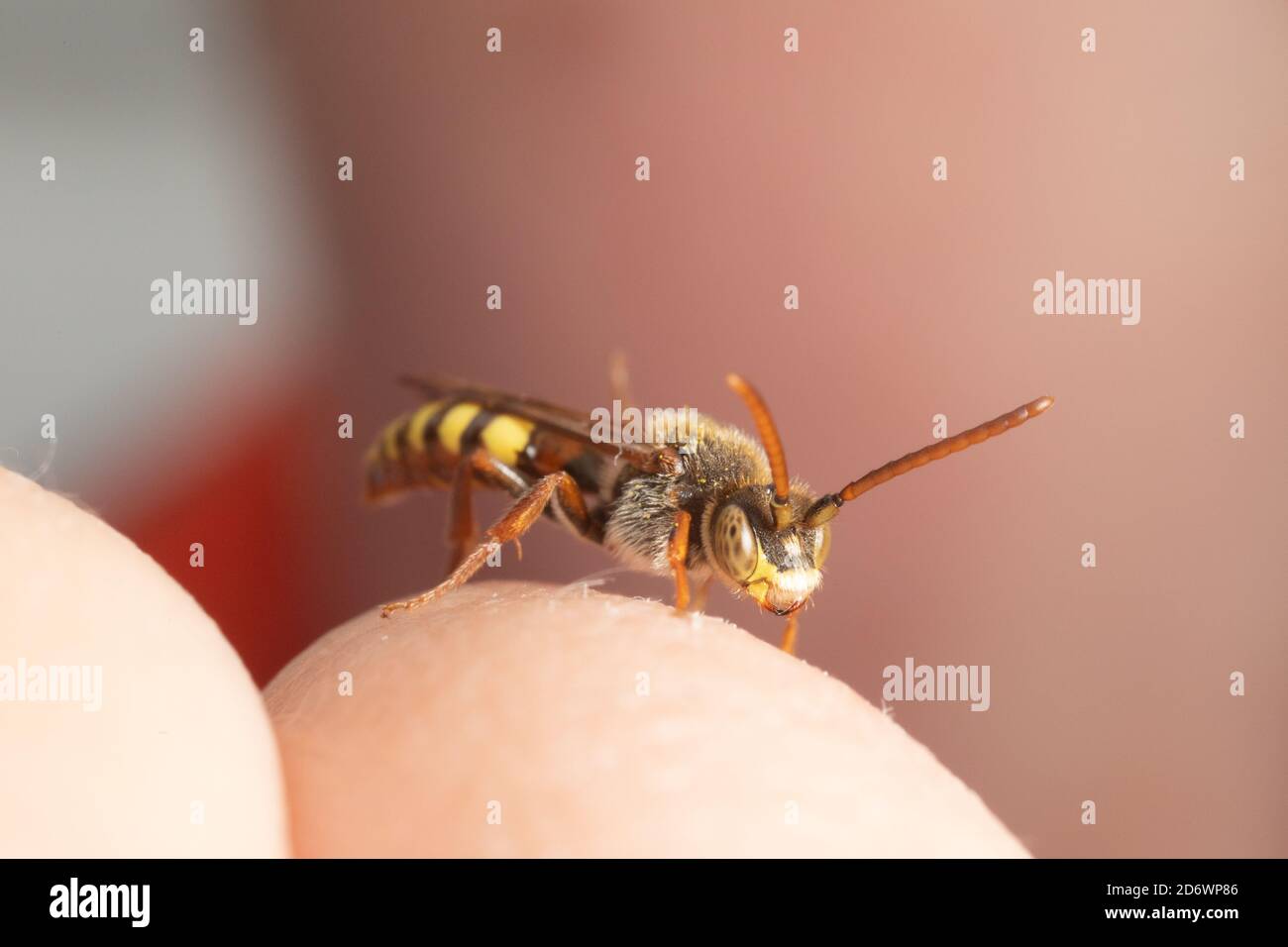 Nomad Bee assis sur la main de l'enfant. Les petites choses qui courent le monde. Banque D'Images