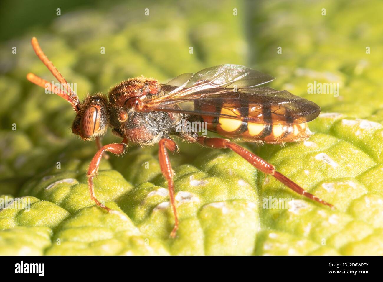 Abeille nomade de saveur - une abeille coucou qui pond ses œufs dans les nids d'autres abeilles solitaires. Kent. ROYAUME-UNI Banque D'Images