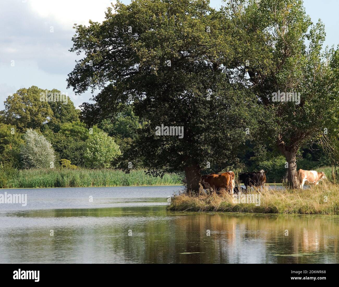 Wotton Park Pastoral Banque D'Images