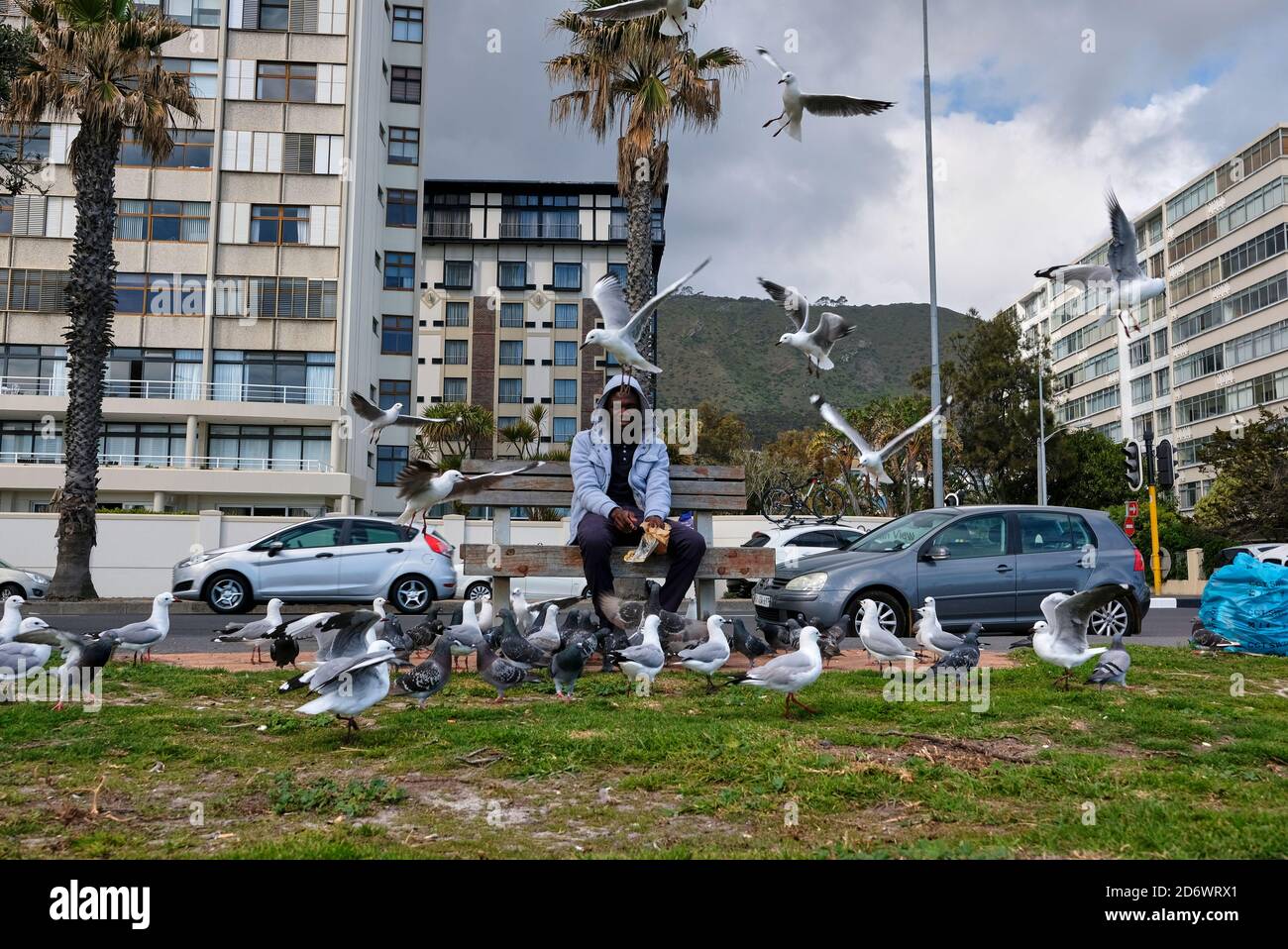 Homme africain nourrissant des mouettes tout en étant assis sur un banc au parc de Sea point. Banque D'Images