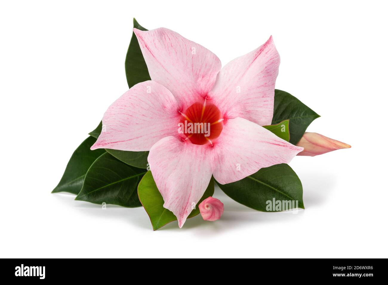 Fleur de mandevilla rose isolée sur fond blanc Banque D'Images