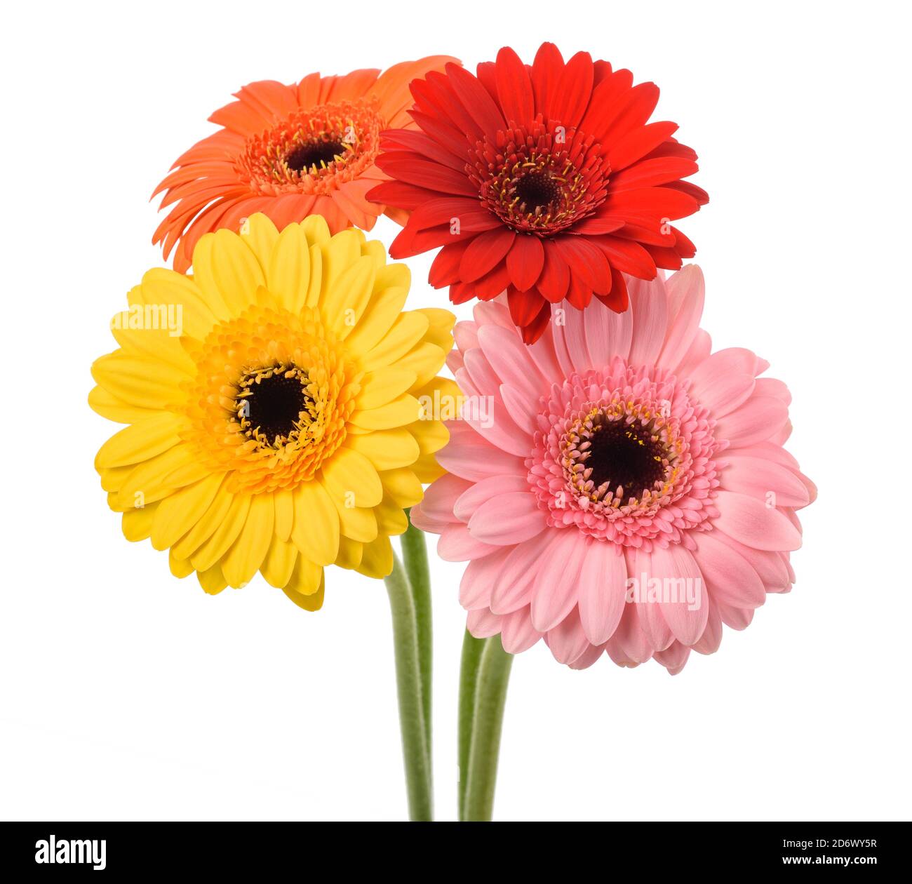 Gerbera fleurs bouquet isolé sur fond blanc Banque D'Images