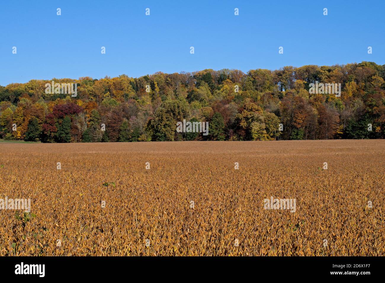Champ de maturation de soja dans le soleil d'automne de l'après-midi doré. Glycine max communément appelé soja en Amérique du Nord Banque D'Images