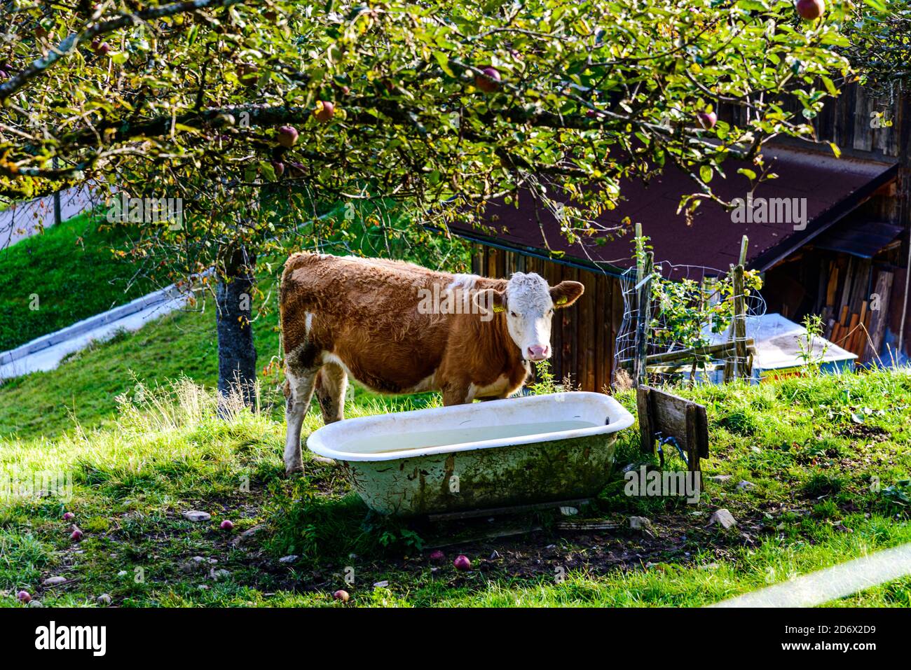 Vache brune bavaroise avec baignoire, baignoire. Obersdorf, Allgau,  Bavière, Bayern, Allemagne Photo Stock - Alamy