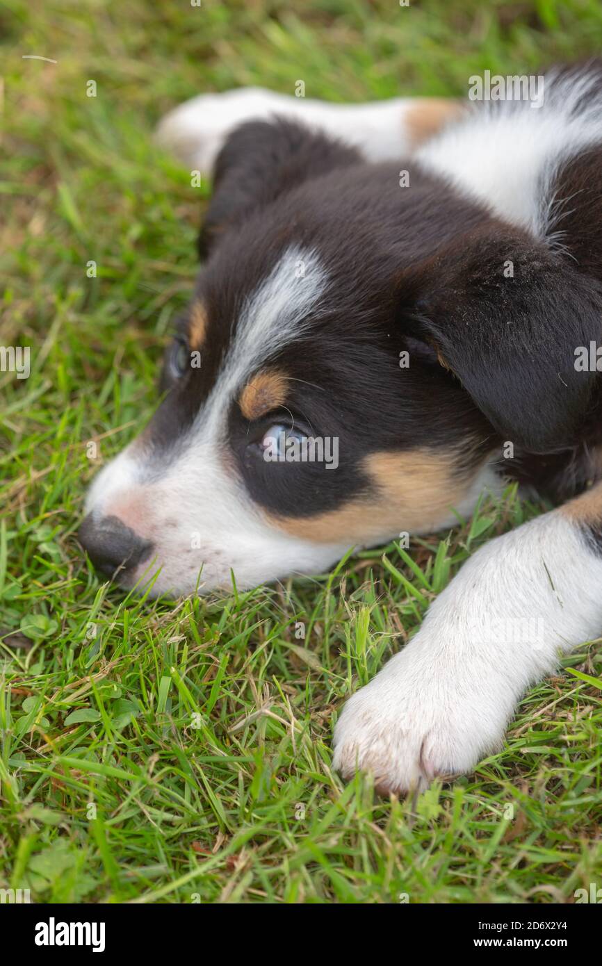 Border collie dog mother with puppy Banque de photographies et d'images à  haute résolution - Alamy