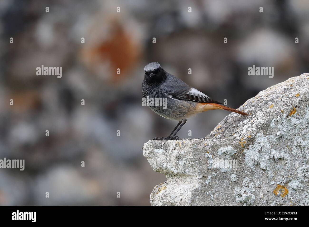 Redstart noire masculine sur l'église. Banque D'Images