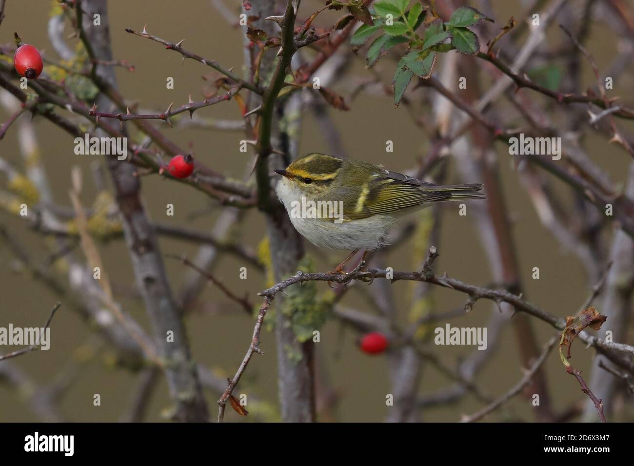 Paruline de Pallas se nourrissant dans les buissons de Thornham. Banque D'Images