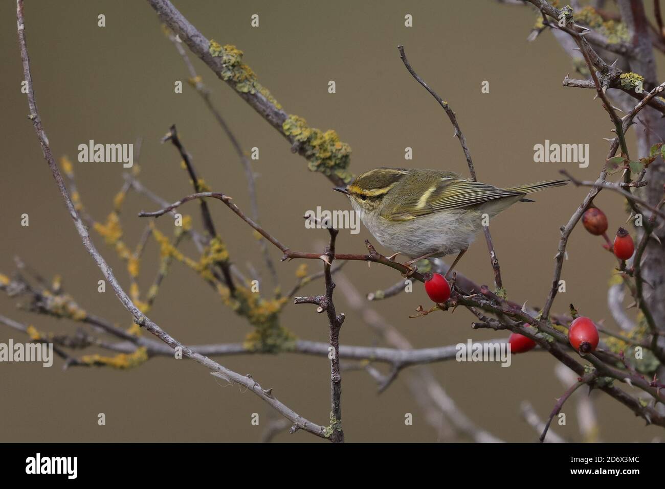 Paruline de Pallas se nourrissant dans les buissons de Thornham. Banque D'Images