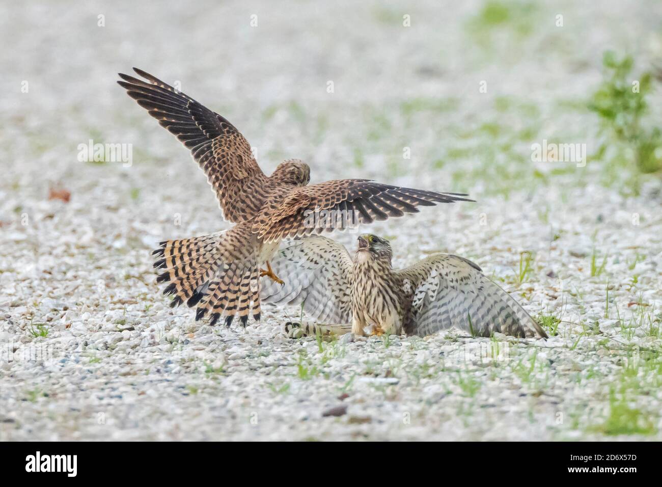 Deux femelles communes de Kestrels, falco tinnunculus, oiseau de proie luttant sur le sol, montrant la domination sur le territoire Banque D'Images