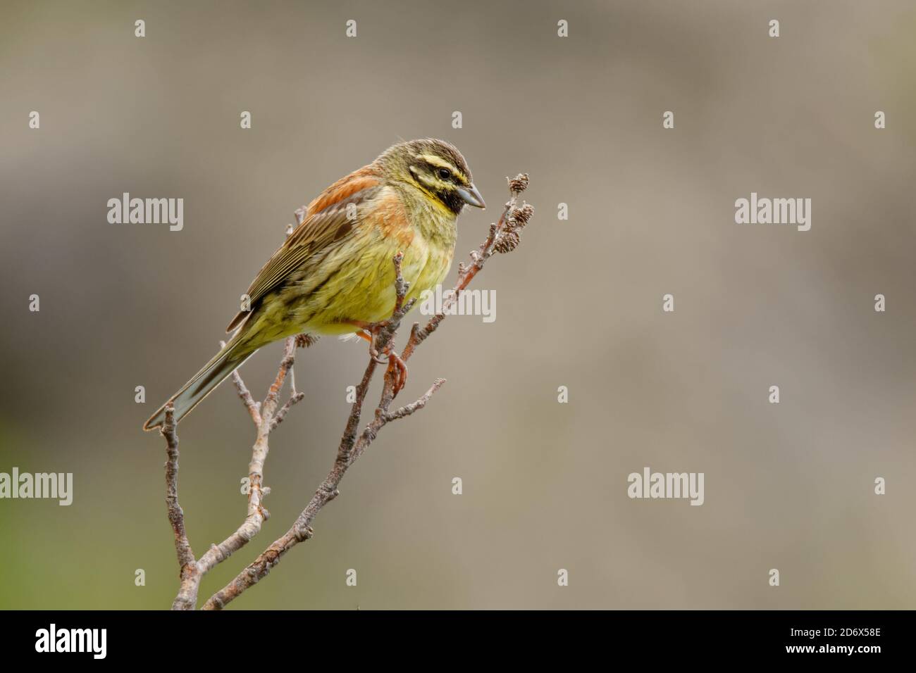 CIRL Bunting - oiseau de passerine jaune Emberiza cirlus de la famille des Emberizidae, se reproduit dans le sud de l'Europe, sur les îles méditerranéennes an Banque D'Images