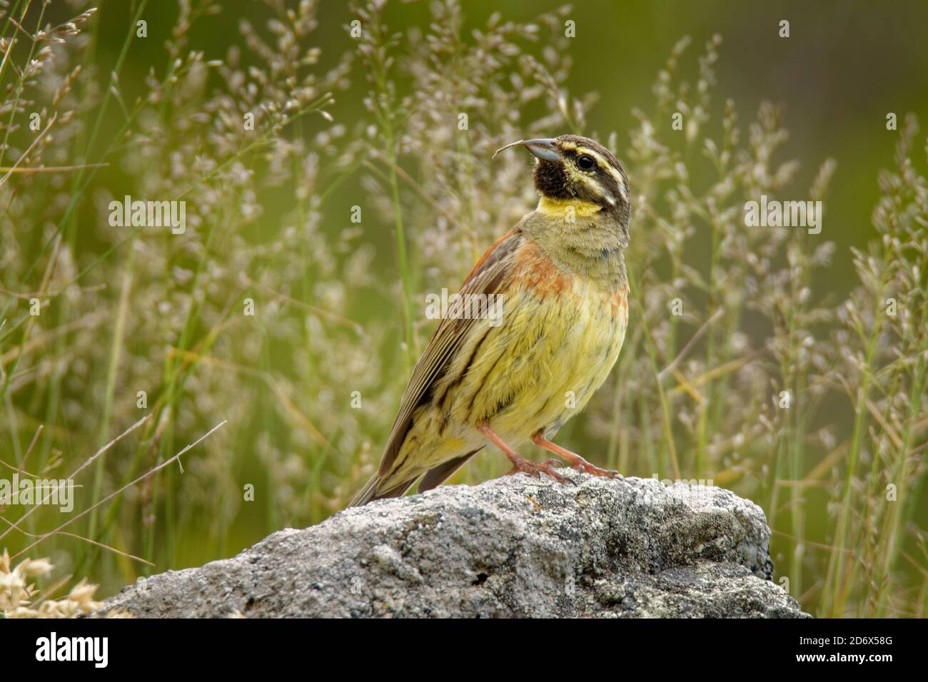 CIRL Bunting - oiseau de passerine jaune Emberiza cirlus de la famille des Emberizidae, se reproduit dans le sud de l'Europe, sur les îles méditerranéennes an Banque D'Images