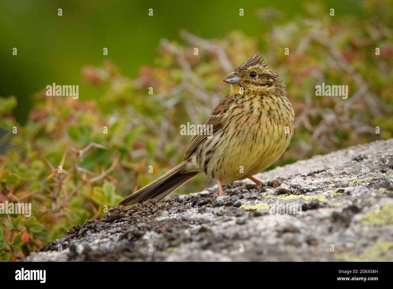 CIRL Bunting - oiseau de passerine jaune Emberiza cirlus de la famille des Emberizidae, se reproduit dans le sud de l'Europe, sur les îles méditerranéennes an Banque D'Images