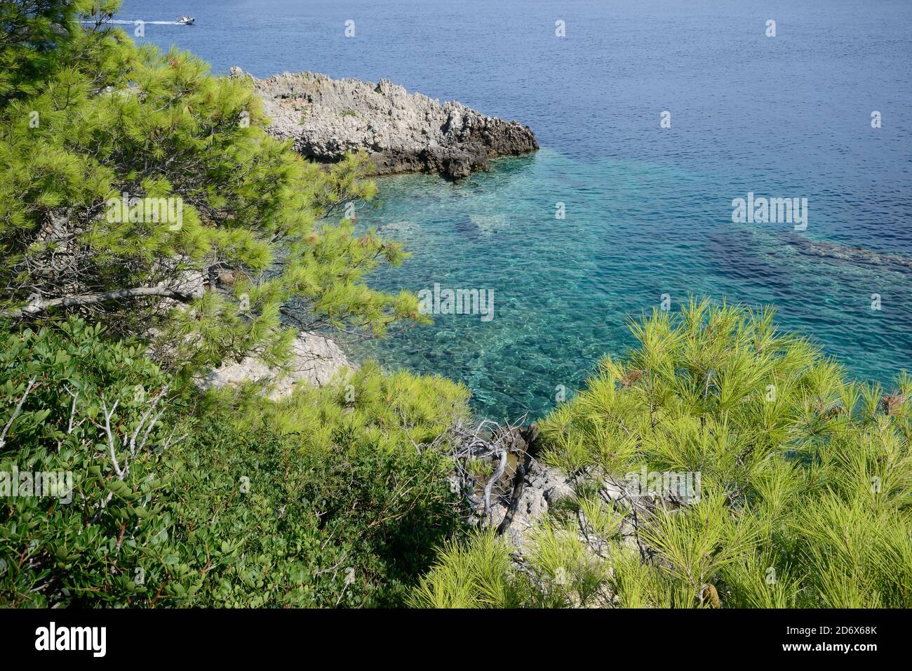 Pins cultivés sur un rocher au bord de la mer Adriatique Des îles ​​the Tremiti Banque D'Images