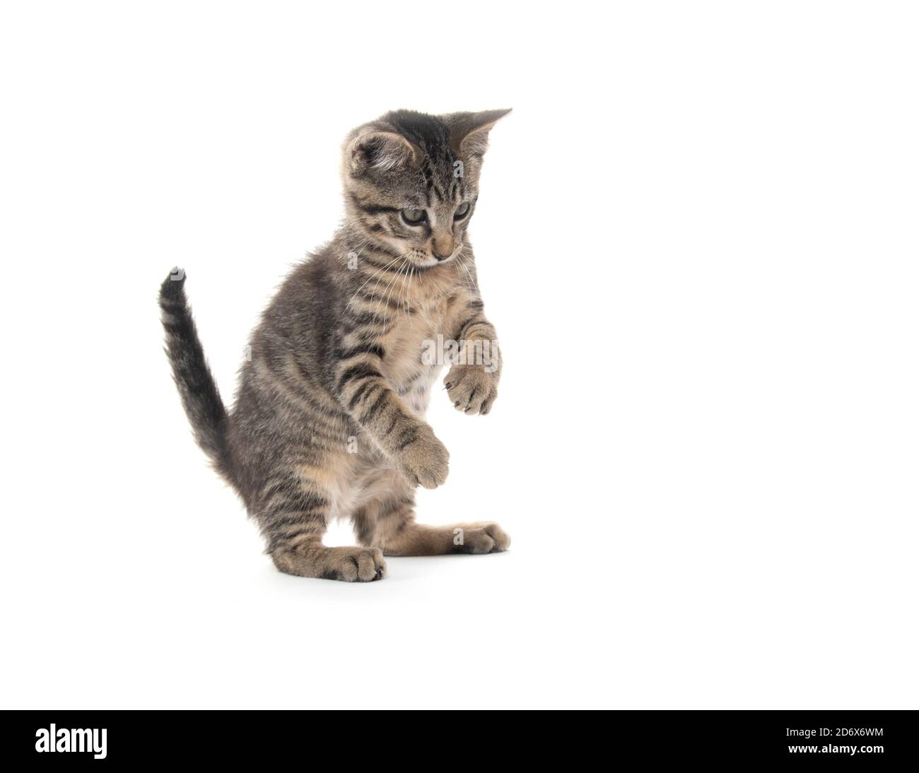 Mignon tabby chaton jouant isolé sur fond blanc Banque D'Images