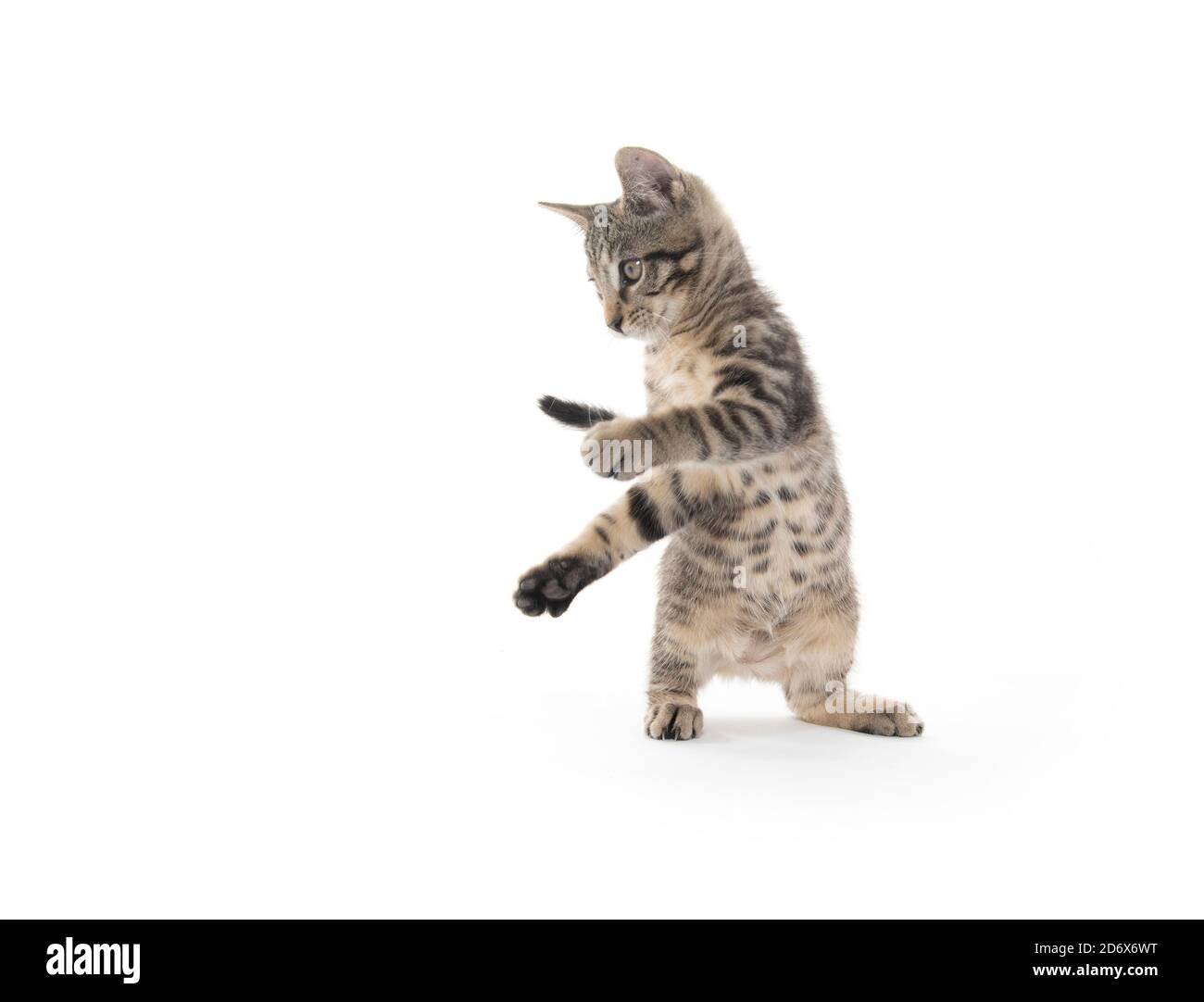 Mignon tabby chaton jouant isolé sur fond blanc Banque D'Images