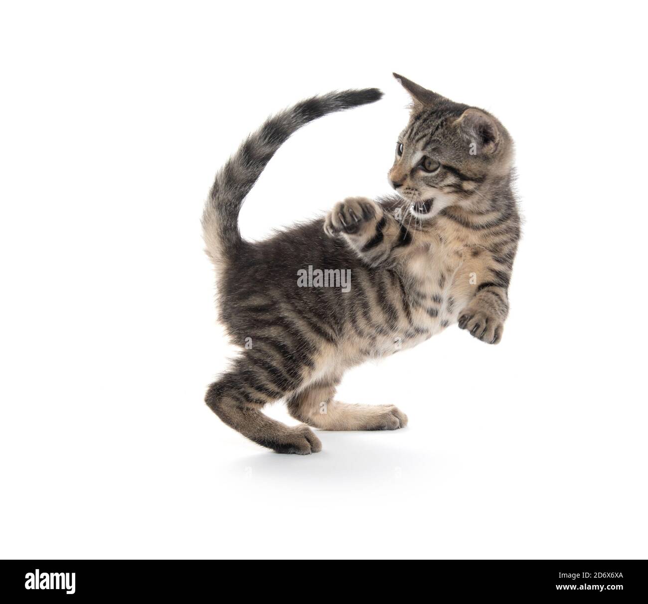 Mignon tabby chaton jouant isolé sur fond blanc Banque D'Images