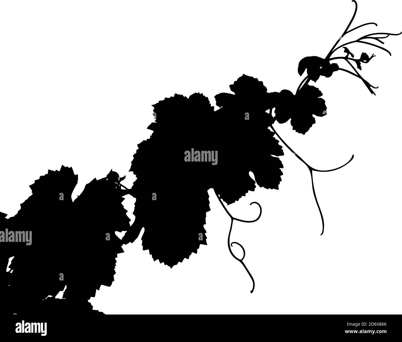 Illustration vectorielle de la branche des feuilles de vigne. Sarments, pousses de vigne, tendrils. Feuilles de vignoble. Silhouette de mise en plan. Illustration de Vecteur