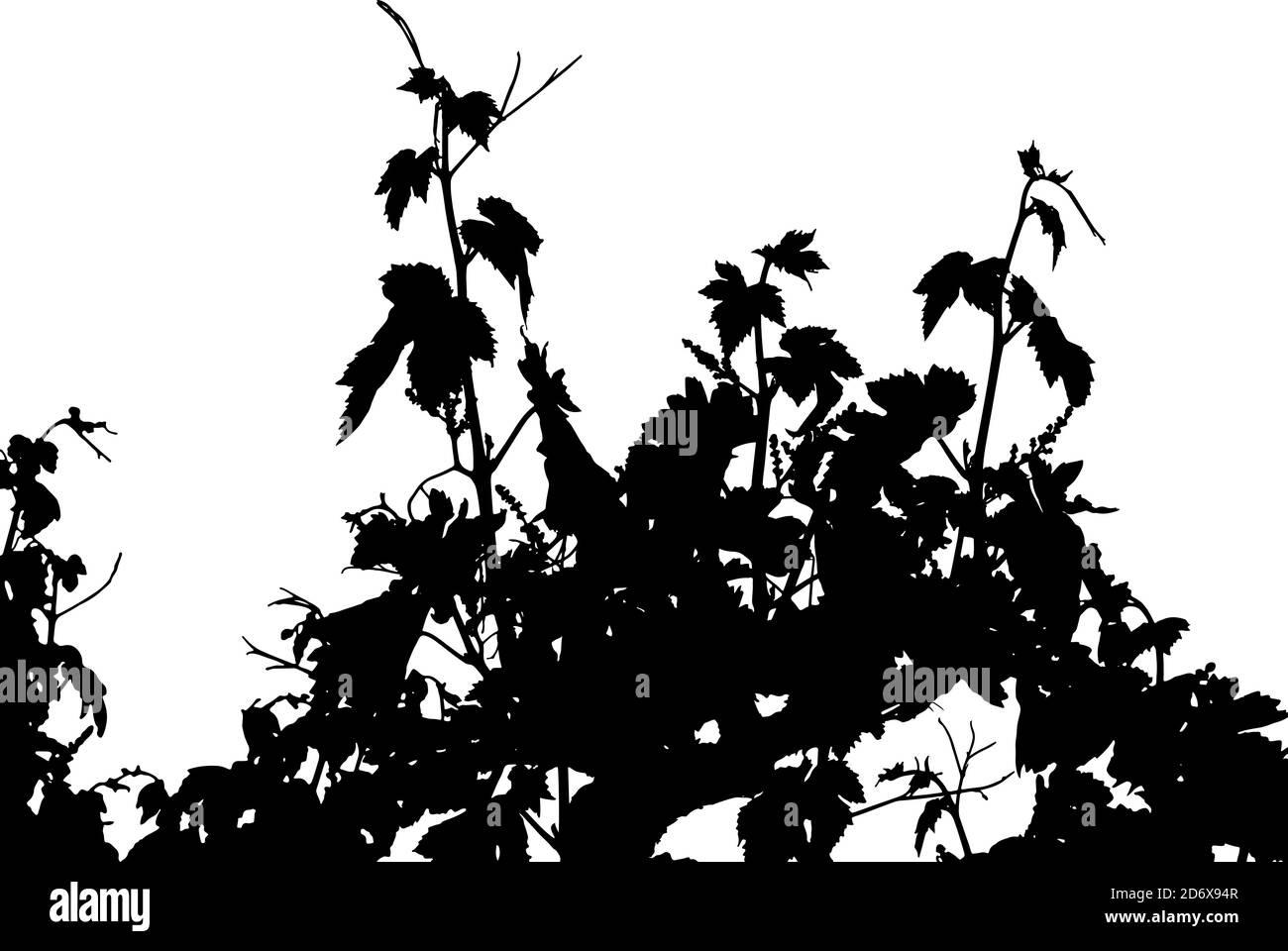 Illustration vectorielle des branches de feuilles de vigne. Sarments, pousses de vigne, tendrils. Feuilles de vignoble. Silhouette de mise en plan. Illustration de Vecteur