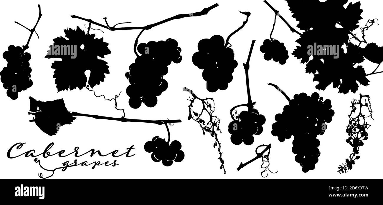 Silhouettes de grappes de raisin, feuilles de vigne et branches de vignoble. Illustration vectorielle pour vos conceptions. Illustration de Vecteur