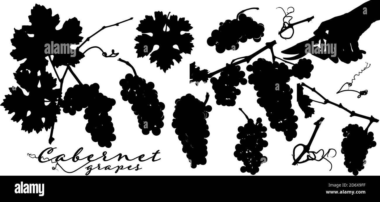 Silhouettes de grappes de raisin, feuilles de vigne, branches de vignoble et main avec ciseaux de récolte. Illustration vectorielle pour vos conceptions. Illustration de Vecteur