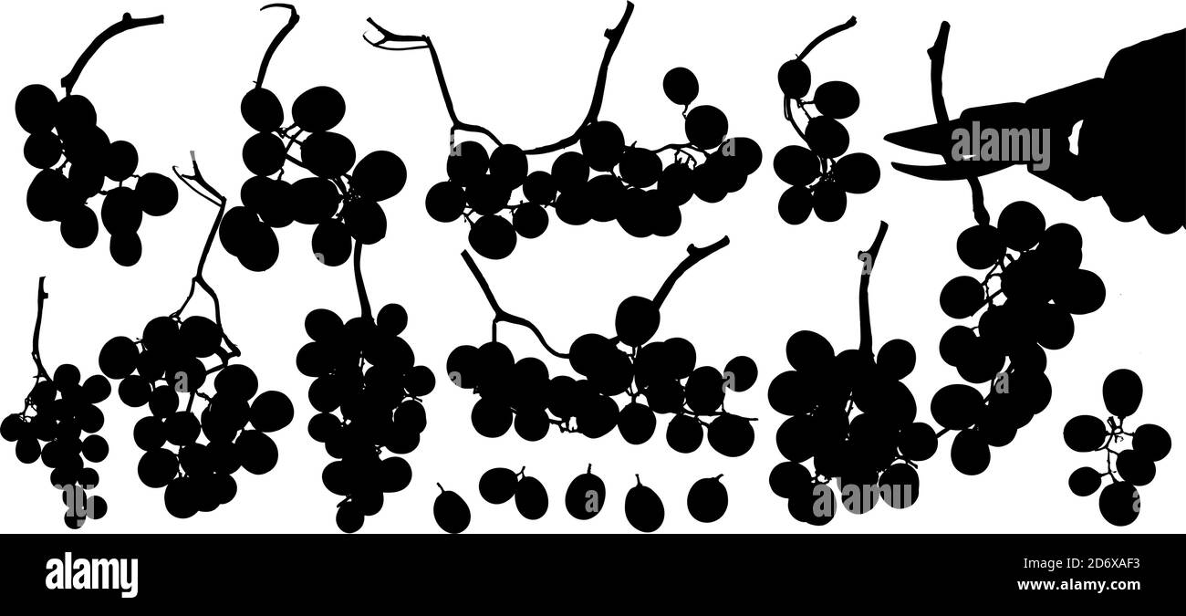 Dessin de silhouettes de grappes de raisin et main avec des ciseaux de récolte. Illustration vectorielle pour vos dessins et décorations. Illustration de Vecteur
