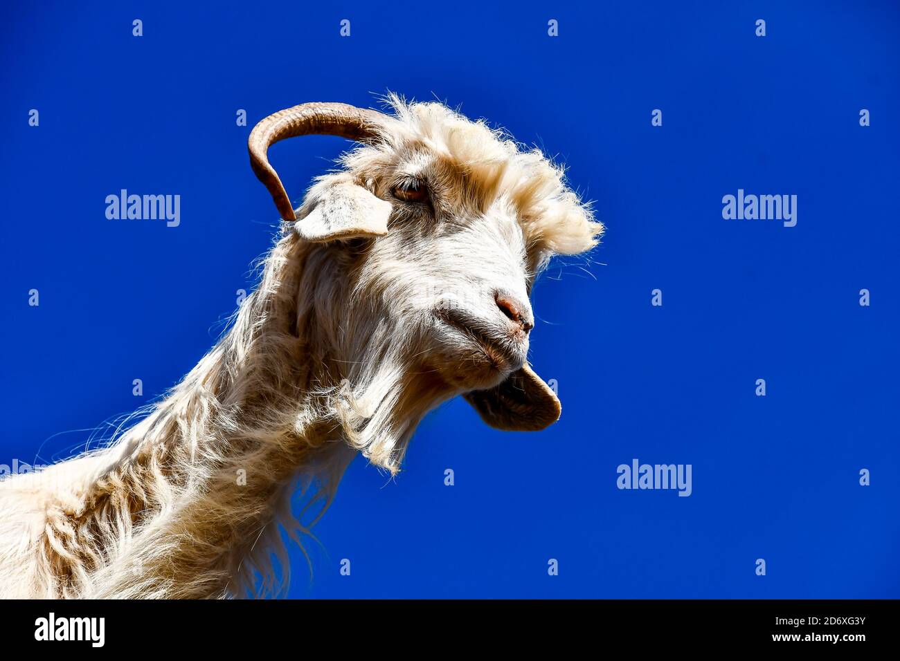 Arganiers et les chèvres sur le chemin entre Marrakech et Essaouira au Maroc Banque D'Images