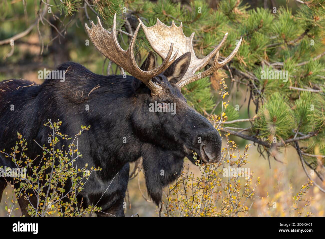 Shiras orignal taureau (Alces alces) Banque D'Images Shiras orignal taureau (Alces alces) Banque D'Images