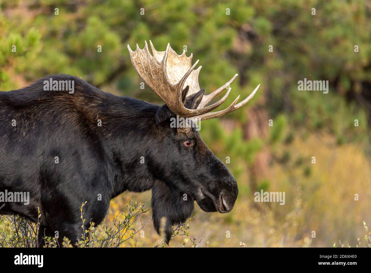 Shiras orignal taureau (Alces alces) Banque D'Images Shiras orignal taureau (Alces alces) Banque D'Images