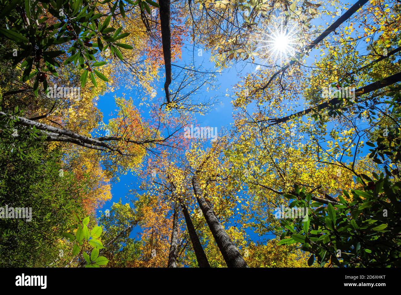 En Regardant Les Feuilles D automne Et Le Soleil clate Dans La For t en-regardant-les-feuilles-d-automne-et-le-soleil-clate-dans-la-for-t