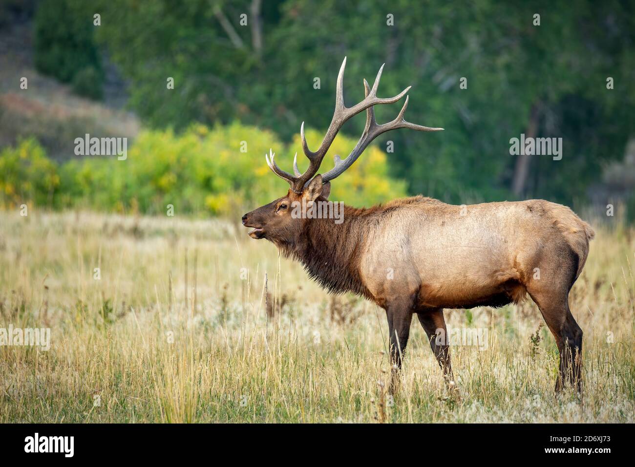 Élan de montagne rocailleux (Cervus elaphus nelsoni) statif grand format avec couleurs d'automne en arrière-plan Banque D'Images