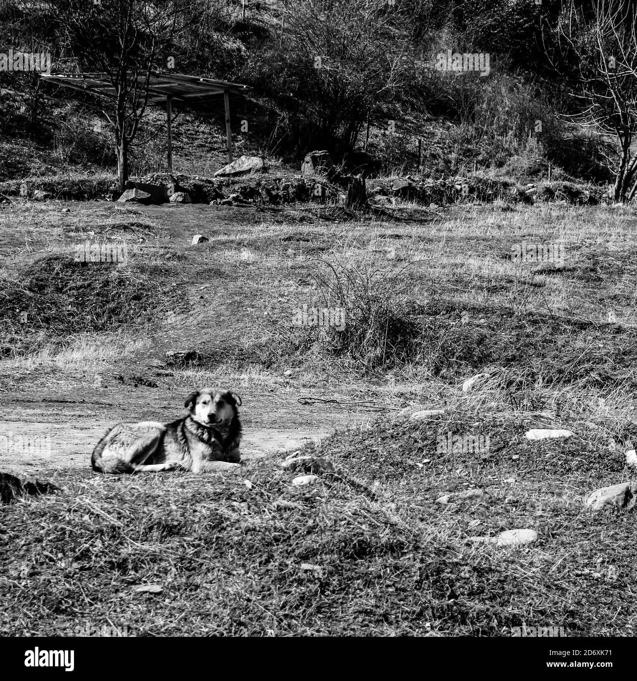 Prise de vue en niveaux de gris d'un chien dans le paysage abandonné Banque D'Images