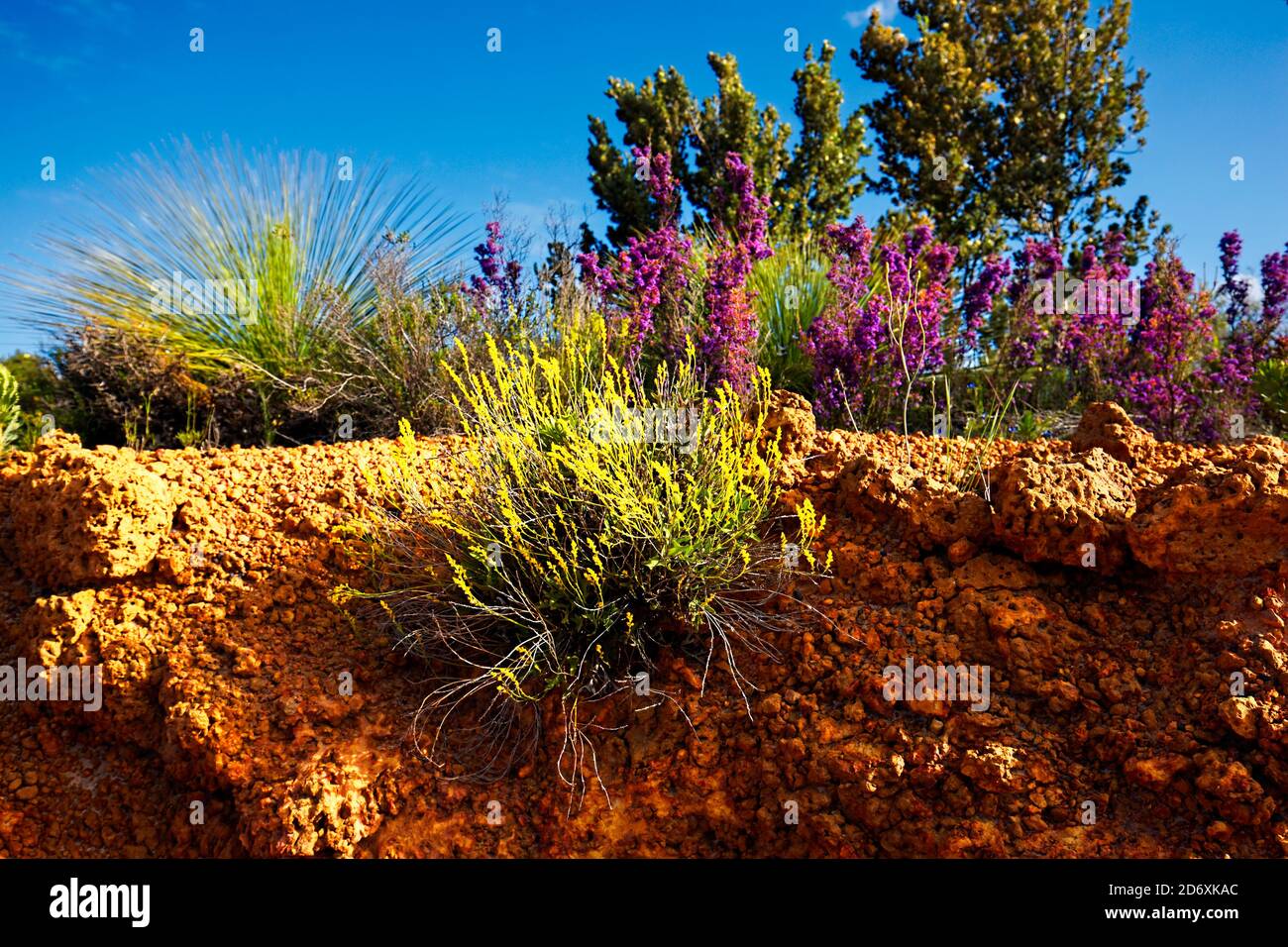 Fleurs sauvages australiennes qui poussent dans un sol rocheux dur, Regans Ford, Australie occidentale Banque D'Images