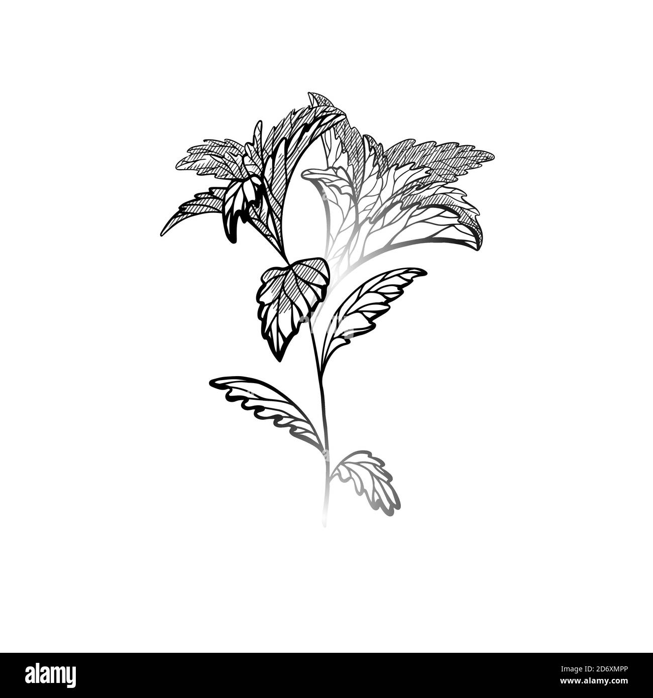 Plantes de stévia dessinées à la main avec éclosion. Édulcorant sain naturel. Produit biologique à base de plantes utile. Plante avec des branches, des feuilles. Gravure vectorielle elemen Illustration de Vecteur