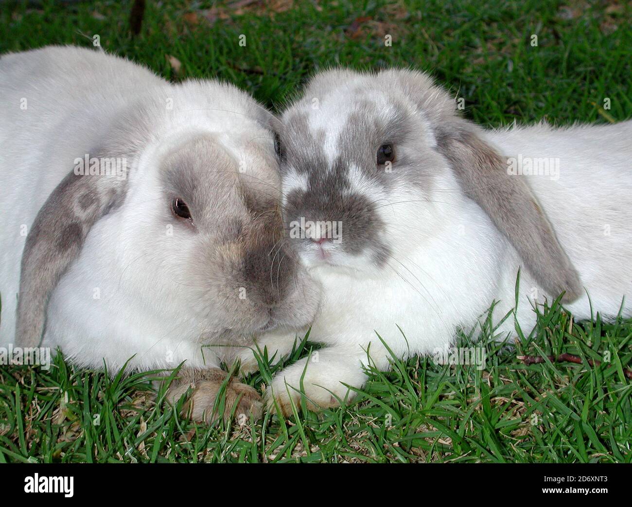 Lapins à l'Eop d'animal de compagnie qui se reposent ensemble Banque D'Images