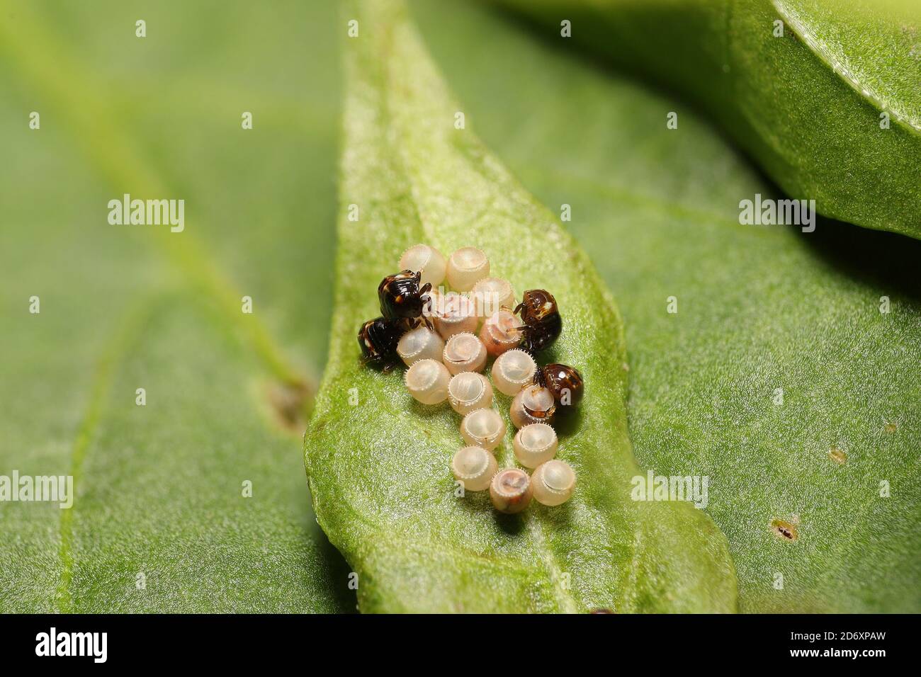De minuscules insectes de bouclier qui viennent d'être éclos. Banque D'Images