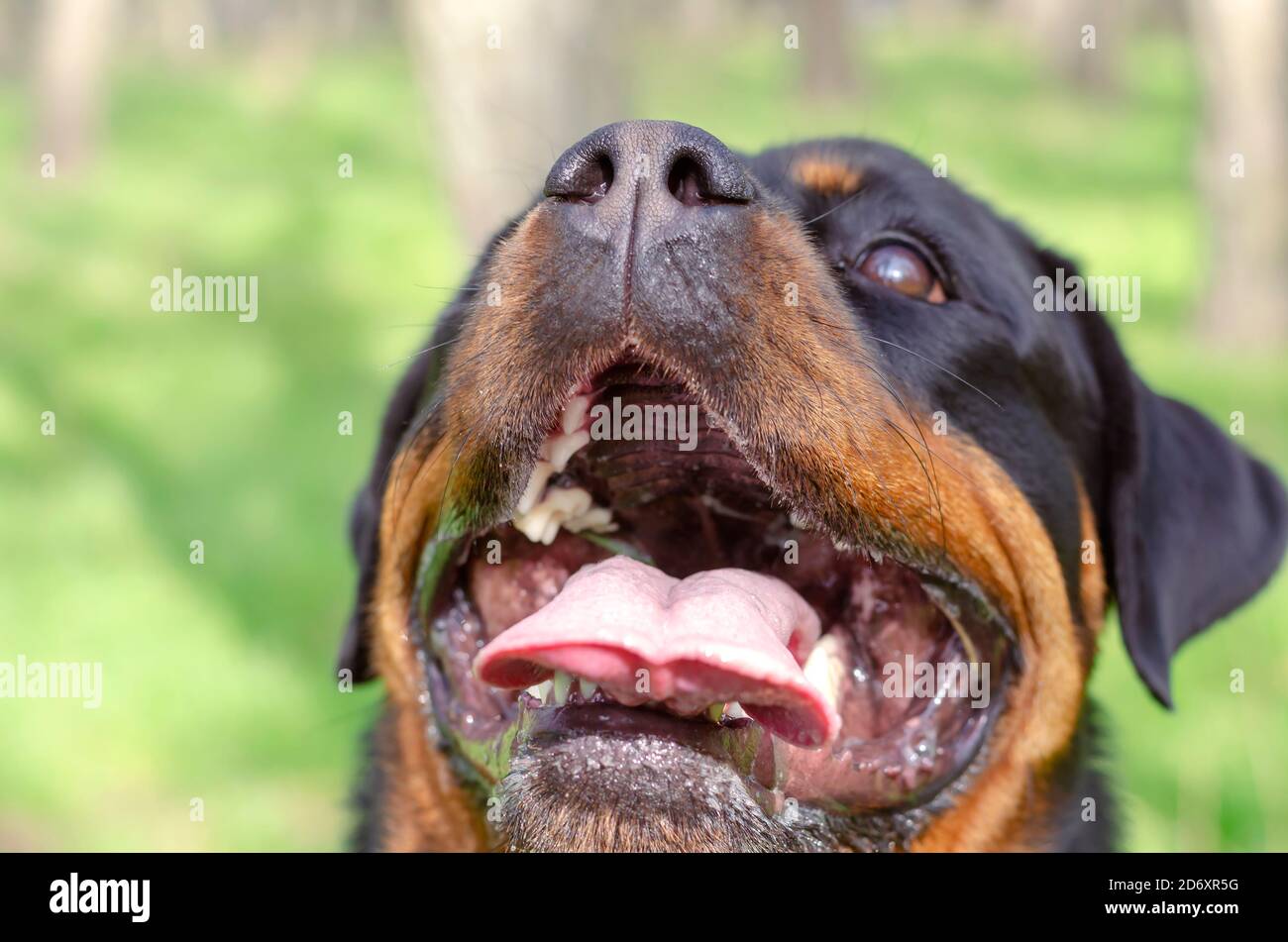 Portrait Du Rottweiler De Chien Joyeux A Bouche Ouverte Drole De Chien De Femme Regarde Devant L Appareil Photo Avec Interet Marche Avec Animaux Dans Le Parc Pour Chiens Avec Photo Stock Portrait Du Rottweiler De Chien Joyeux A Bouche Ouverte Drole De Chien De Femme Regarde Devant L Appareil Photo Avec Interet Marche Avec Animaux Dans Le Parc Pour Chiens Avec Photo Stock